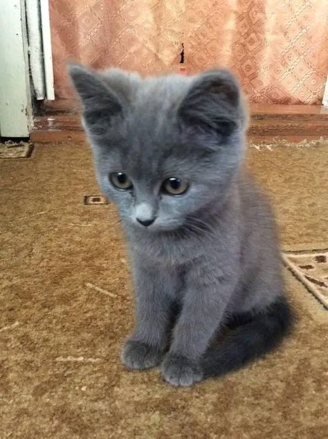 Blue Russian Kittens, Gray Cat With Blue Eyes, Persian Cat Grey, Blue Russian Cat, Cute Grey Cat, Russian Blue Kitten, Gray Kitten, Russian Cat, Chartreux Cat