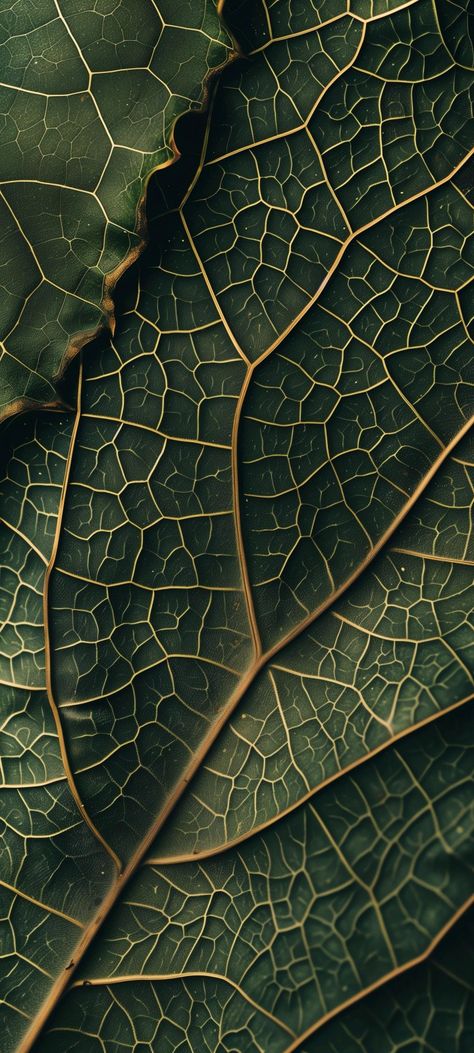 Pattern From Nature, Repeating Patterns In Nature, Nature Texture Photography, Earth Astethic, Patterns In Nature Geometric, Natural Patterns In Nature, Texture Photography Ideas, Patterns In Nature Texture, Vain Aesthetic