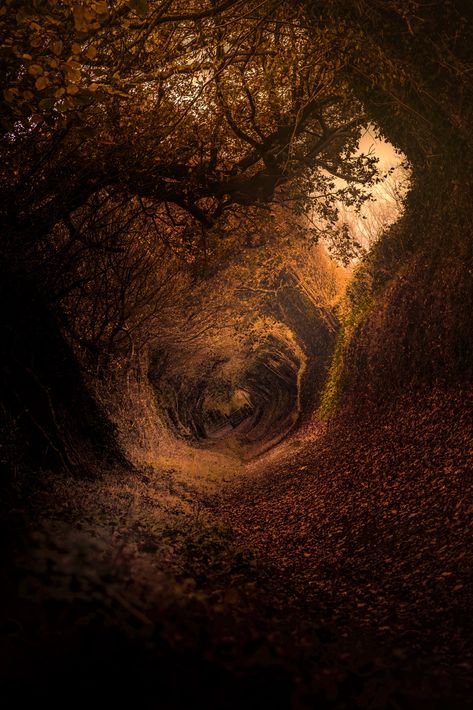 The Shire #trees #forest #fall #5K #wallpaper #hdwallpaper #desktop Goblincore Aesthetic, Tree Tunnel, Graphisches Design, Magic Aesthetic, Forest Wallpaper, Photos Hd, Photo Tree, Brown Aesthetic, Autumn Aesthetic