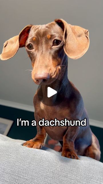 Dachshund Lifestyle on Instagram: "I’m a dachshund   ❣️Do you want to see more cute Dachshunds? Then follow us.  Cradit @millie_frankie_  DM for Credit or removal!  #dachshund #dachshundlife #dappledachshund #dachshundsonly #dachshundlover #dachshundofinstagram #dachshund_love #dachshundsunited #dachshunddaily #dachshundlovers #dachshund_world #dachshund_feature #dachshundoftheday_ #dachshundworld #dachshundsofig #dachshundgram #dachshundmix #dachshundpuppies #dachshundcentral #dachshundchile #dachshundstagram #dachshundrescue #dachshundsworldwide #dachshundlove_feature #dachshundstyle" Silver Dapple Dachshund, Funny Dachshund Pictures, Dachshund Funny Video, Dapple Dachshund Puppy, Doxie Mom, Red Dachshund, Dachshund Rescue, Doxie Puppies, Black And Tan Dachshund