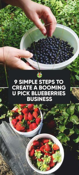 9 Simple Steps to Create a Booming U-Pick Blueberries Business Biodynamic Gardening, Blueberry Farm, Hydroponics Diy, Homestead Farm, Strawberry Farm, Farm Business, Aloe Vera Plant, Backyard Farming, Farm Stand