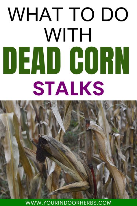 Got dead corn stalks after harvest? 🌽🍂 Don't toss them just yet! Explore creative and sustainable ways to repurpose those corn stalks in your garden or home decor projects. From mulch to DIY crafts, let's make the most of every part of your corn harvest. 🌱♻️ #CornStalks #SustainableGardening How To Decorate With Corn Stalks, Corn Stalks Decorations Diy, Decorating With Corn Stalks, Cornstalk Decor, Corn Stalks Decorations, Corn Stalk Decor, Dried Corn Stalks, Corn Harvest, Corn Removal