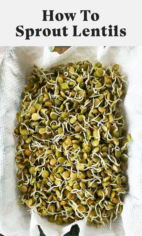 Learn how to sprout lentils at home! Sprouting lentils is so easy and takes almost no effort – plus it increases the nutritional content and makes the lentils easier to digest. Enjoy sprouted lentils on your salads, sandwiches, soups, and more. #lentils #drylentils #greenlentils #sprouting #sprouts #sproutedlentils #sproutedlegumes Sprouting Lentils, Sprout Lentils, How To Sprout Lentils, How To Make Sprouts, Lentils Nutrition, Sprouted Lentils, Vegan Lentil Recipes, Growing Sprouts, Growing Microgreens