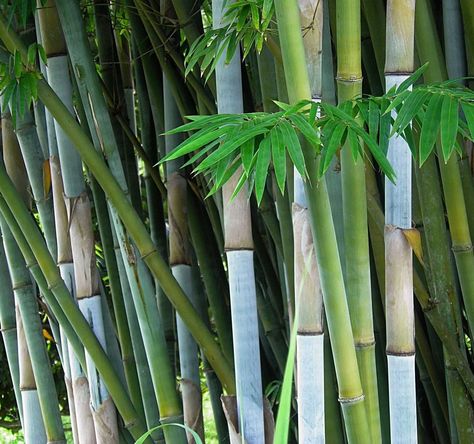 Blue Bamboo Bambusa chungii bamboo seeds Giant Bamboo, Clumping Bamboo, Seedlings Indoors, Bamboo Seeds, Growing Bamboo, Blue Bamboo, Spring Planting, Bamboo Plant, Tropical Beauty