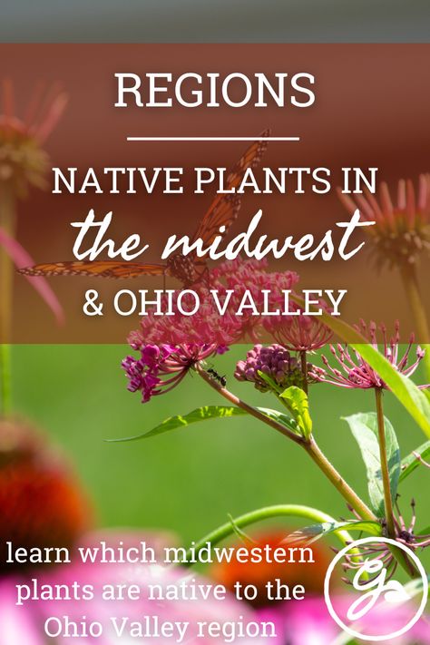 Ohio Wildflowers Native Plants, Ohio Native Flower Garden, Ohio Native Plants Landscaping, Midwest Native Plants, Ohio Native Landscaping, Ohio Native Plants Perennials, Ohio Native Plants, Ohio Gardening, Ohio Wildflowers