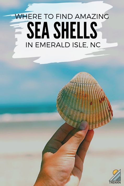 If you're looking for things to do in Emerald Isle, North Carolina, hunting for giant seashells is one thing you must do. And we have just the spot for where to find them! #emeraldisle #nc #seashells Crystal Coast North Carolina, Ginnie Springs, Emerald Isle North Carolina, Atlantic Beach Nc, Best Island Vacation, Emerald Isle Nc, Nc Beaches, Shell Island, Beaches To Visit