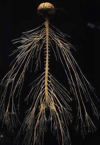 The Tree of Life is the spinal medulla Punkty Spustowe, Human Nervous System, Sistem Saraf, Peripheral Nervous System, Science Humor, Central Nervous System, Human Brain, Medical Science, Neurology