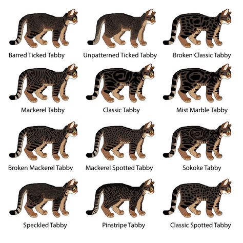 Cat Genetics Guide: Tabby Patterns How To Draw Cat Fur Patterns, Tabby Cat Patterns, Cat Fur Colors, Cat Colors Chart, Hollyleaf Warriors, Tabby Patterns, Classic Tabby Cat, Cat Fur Patterns, Cat Pose Reference