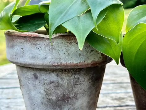 Aged Terra Cotta Pots Diy, How To Age Terra Cotta Pots, Diy Aged Terra Cotta Pots, How To Age Terracotta Pots, Distress Terra Cotta Pots, Old Terracotta Pots, Aged Terracotta Pots, Aging Terra Cotta Pots, Fun Summer Crafts