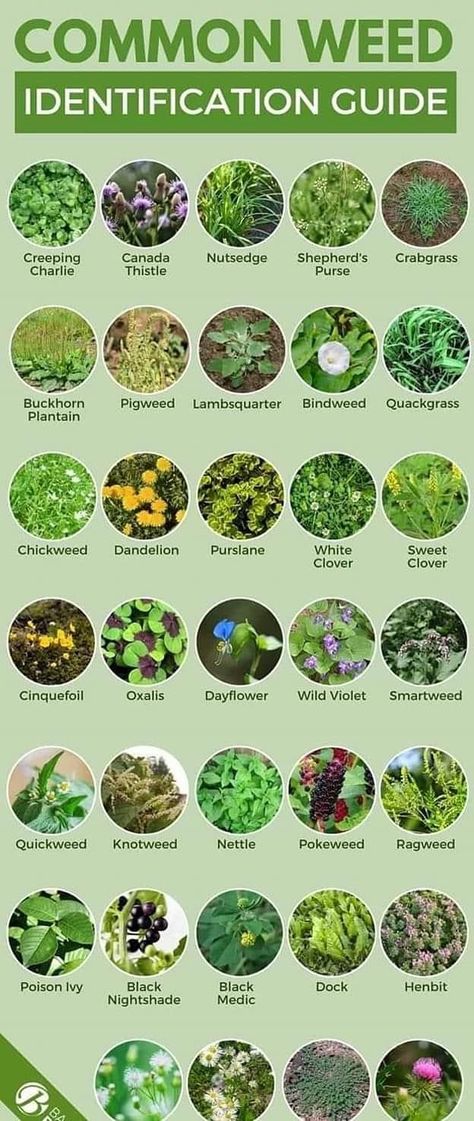 Types Of Weeds In Garden, Weeds In Garden, Identifying Weeds, Types Of Weeds, Common Garden Weeds, Medicinal Weeds, Common Garden Plants, Grass Species, Weeds In Lawn