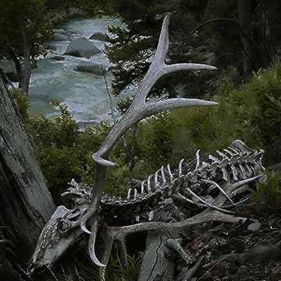 Asthetic Picture Bones, Animal Bones Aesthetic, Feralcore Aesthetic, Deer Skeleton, Animal Skeleton, Dead Animals, Goblincore Aesthetic, Animal Skeletons, Taxidermy Art