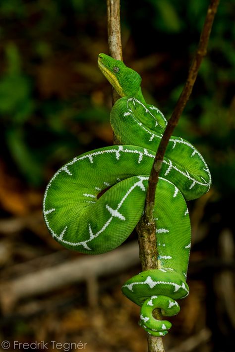 Corallus caninus (Emerald tree boa) | An emerald tree boa, photographed in the nature reserve of Tamshiyacu tahuayo. Emerald Tree Boa, Cool Snakes, Types Of Snake, Colorful Snakes, Reptile Snakes, Beautiful Snakes, Cute Reptiles, Cute Snake, Young Animal