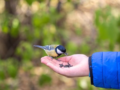 Bird Eating, Bird In Hand, Screened Porch Decorating, Easy Bird, Trust You, Hand Pictures, Bird Food, Humming Bird Feeders, Bird Seed