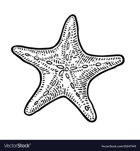 Fish Outline Drawing, Sea Tattoo, Applique Pillows, Star Illustration, Vinyl Record Art, Engraving Illustration, Graphic Style, Clipart Black And White, Sea Star