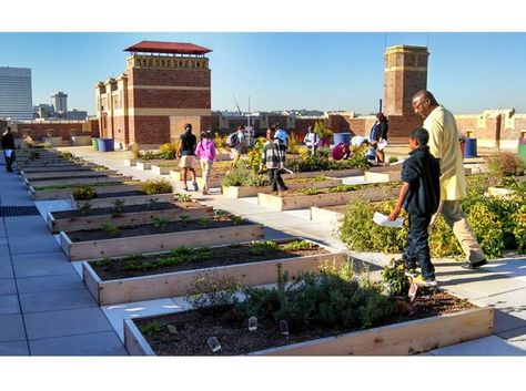 Rothenberg Rooftop Garden. Photo Courtesy of Rose Seeger, Green City Resources. Roof Garden Design, Urban Housing, Rooftop Design, Urban Agriculture, Community Garden, Rainwater Harvesting, Port Elizabeth, Rooftop Garden, Roof Top