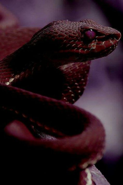 Maroon Aesthetic, Demon Aesthetic, Pretty Snakes, Snake Wallpaper, Molluscs, Cute Reptiles, Beautiful Snakes, Red Icons:), Dark Feminine