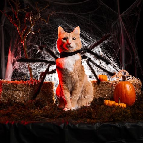 A cat standing in front of spiderwebs dressed as a spider. Cat Halloween Photoshoot, Cat Photoshoot, Spider Costume, Photoshoot Backdrops, Photoshoot Idea, Spider Webs, Halloween Photoshoot, Cat Halloween, Halloween Photos