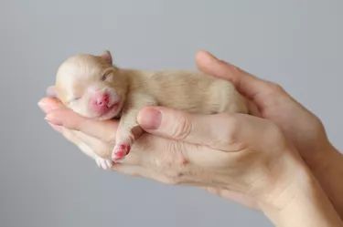 How to Birth a Puppy When the Sac has Broken | Cuteness Newborn And Dog, Dog Foto, Puppy Litter, Cute Bulldog Puppies, German Spitz, Dog Remedies, Puppy Photography, Newborn Puppies, Dog Photoshoot