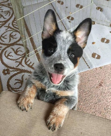 Australian Cattle Dog (Blue Heeler) Cattle Dog Puppy, Austrailian Cattle Dog, Blue Heeler Puppies, Heeler Puppies, Blue Heeler Dogs, Australian Cattle Dogs, Australian Cattle Dog Blue Heeler, Blue Heeler, Cute Puppy