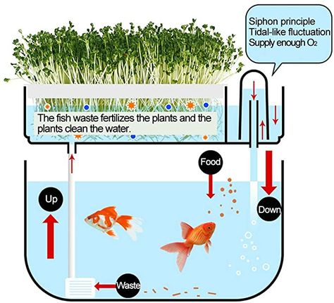 Ecosystem Aquarium, River Plants, Smart Gardening, Seed Sprouter, Tank Plants, Hydroponic Garden, Aquaponics Diy, Inside Garden, Aquaponic Gardening