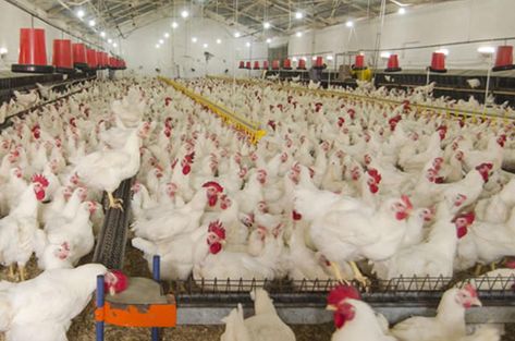 Poultry farming business is an excellent opportunity for small time farmers! Poultry Farming, Broiler Chicken, Biggest Chicken, Farming Business, American Animals, Small Chicken, Poultry Farm, Chicken Feed, Animal Protection