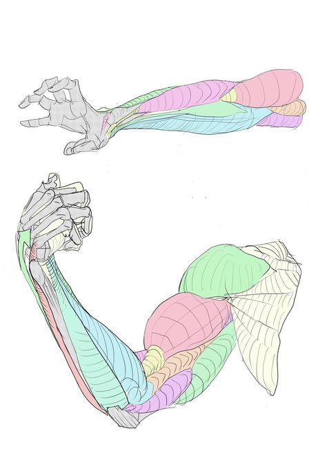 Arm Anatomy, Human Body Drawing, Anatomy Sculpture, Anatomy Tutorial, Human Anatomy Drawing, Hand Drawing Reference, Human Anatomy Art, Human Drawing, Anatomy Sketches