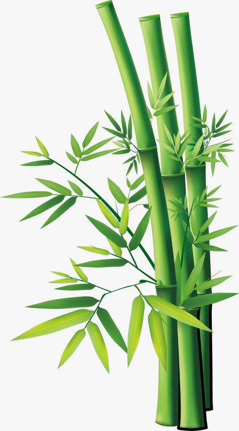 Bamboo Image, Bamboo Drawing, Panda Png, Bamboo Background, Bamboo Wallpaper, Bamboo Tattoo, Bamboo Plant, Bio Data, Bamboo Art