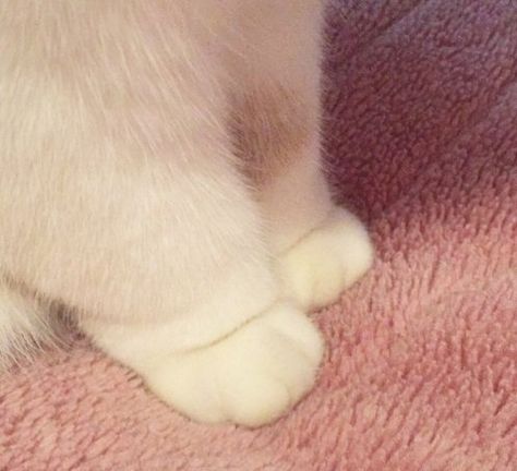 Fluffy paws because reasons - Album on Imgur Fat Cats, Cat Paws, Cute Creatures, Crazy Cat Lady, 귀여운 동물, White Cat, Animals Friends, Crazy Cats, Cool Cats