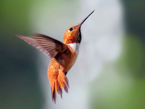 Hummingbird Migration, Make A Bird, Rufous Hummingbird, Make A Bird Feeder, Hummingbird Photos, Hummingbird Pictures, Hummingbird Gifts, Hummingbird Tattoo, How To Attract Hummingbirds