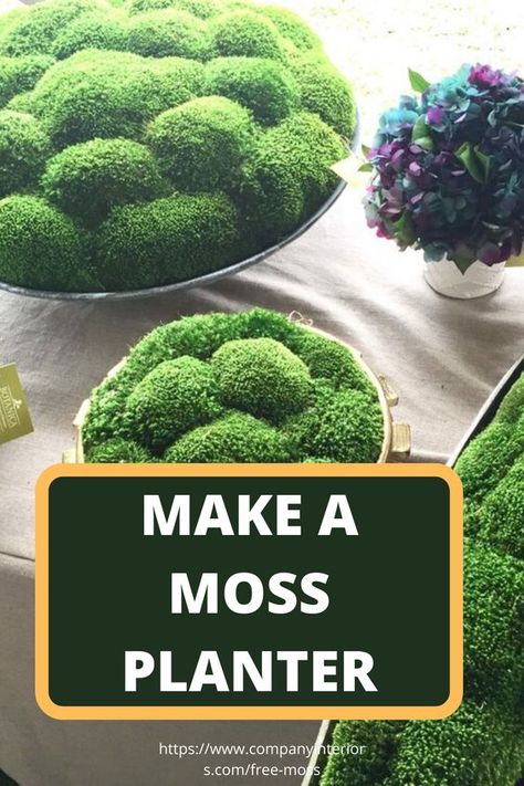 Moss Planters, Scandinavian Moss, Moss Planter, Moss And Lichen, Moss Centerpieces, Moss Walls, Growing Moss, Beautiful Terrariums, Moss Plant