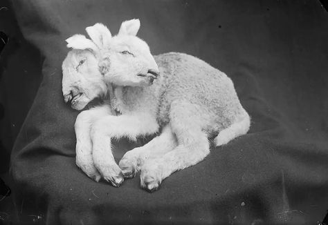 Two Headed Lamb, Deformed Animals, Agnus Dei, Nordland, Two Heads, Night Pictures, Southern Gothic, 3d Studio, Doll Parts