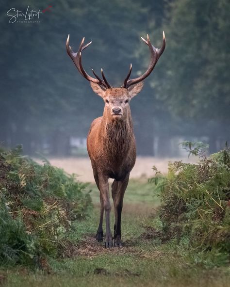 Red deer stag seen in Bushy Park, London.
Image available in various formats from my online shop. British Animals, Hamish Macbeth, Deer Reference, Bushy Park, Red Deer Stag, Deer Pictures, Green Knight, Deer Stags, Killarney