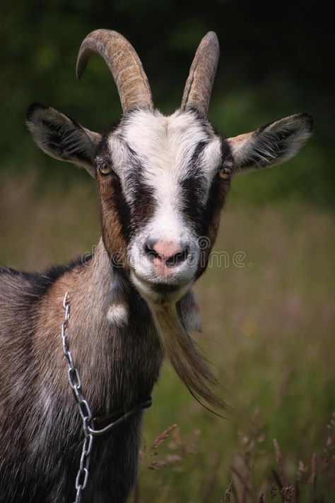 Animals Wallpaper Aesthetic, Goat Photos, Cute Animals Wallpaper, Wallpaper Aesthetic Nature, Goat Picture, Goat Logo, Angry Animals, Emotions Cards, Goat Barn