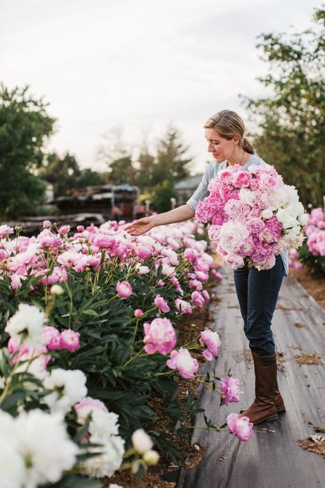 The Proper Care And Maintenance Of The "Ultimate Queen Of Spring" Growing Peonies, Flower Garden Design, Cut Flower Garden, Peonies Garden, Have Inspiration, Flower Farm, Growing Flowers, Spring Garden, Beautiful Blooms