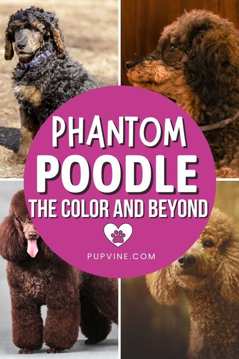 All the facts you need to know about a Phantom Poodle are right here in one place. Is this the perfect dog for you and your family? Find out right now. Brown Phantom Poodle, Phantom Poodle Standard, Miniature Poodle Cuts, Phantom Poodle, Poodle Haircut Styles, Moyen Poodle, Poodle Party, Poodle Hair, Poodle Haircut