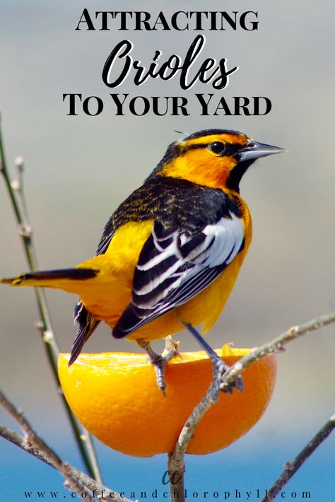 Diy Oriole Feeder, Oriole Bird Feeders Diy, Wild Birds Backyards, Birdseed Feeders, Orioles Birds, Oriole Bird Feeders, Baltimore Orioles Birds, Backyard Birds Watching, Backyard Birds Feeders