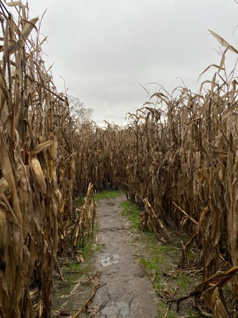 Fall Town, Aesthetic Town, Small Town Mystery, Fall Mood Board, Over The Garden Wall, Corn Maze, Aesthetic Fall, Season Of The Witch, Fall Feels