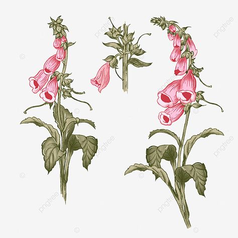 Foxglove Flower Drawing, Foxglove Drawing, Foxglove Tattoo, Pink Foxglove, Foxglove Flower, Foxglove Flowers, Flower References, Colour Tattoo, Flower Png Images