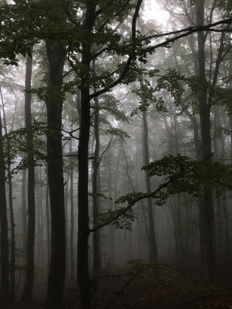 Nature, Bonito, Forest Fog Aesthetic, Dark Fairy Core Wallpaper, Fog Core, Werewolf Core, Dark Foggy Forest, Werewolf Aesthetic, Dark Fairycore