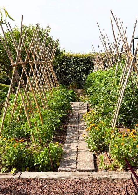 Bamboo tomato trellis Tomato Trellis, Painting Garden, Diy Garden Trellis, Bamboo Trellis, Diy Trellis, Plants Growing, Potager Garden, Bamboo Garden, Tomato Cages