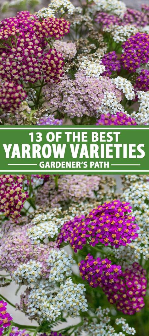 Do you have a yard with poor soil? Can’t get many flowers to grow? Don’t give up! Try yarrow. This low-maintenance perennial loves barren ground. Naturally, it blooms with yellow or white flowers but it’s now available in salmon pink, burgundy, neon yellow, and rusty orange. This sun loving plant also comes in low-profile and taller variations. Read more about our 13 favorite yarrow varieties on Gardener’s Path and pick the right cultivars for your landscaping. #yarrow #perennial #gardenerspath Yarrow Varieties, Yarrow Perennial, Backyard Landscapes, Yarrow Plant, Yarrow Flower, Growing Cut Flowers, Flowers To Grow, Lawn Alternatives, Diy Garden Fountains