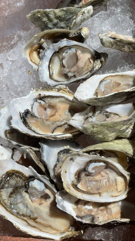 Oysters by the pool, beach, fresh oysters, summer 2022 Fresh Oysters, Pool Beach, Summer 2022, The Pool, Summer Vacation, Fish, Pool, Wallpapers