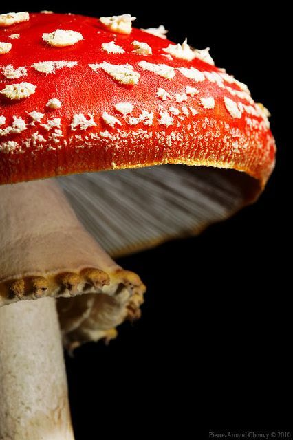 Memorable And Minute Mushroom Photography - Bored Art Mushroom Umbrella, Lichen Moss, Amanita Muscaria, Red Mushroom, Mushroom Fungi, Foto Tips, Mushroom Art, Foto Art, Science And Nature