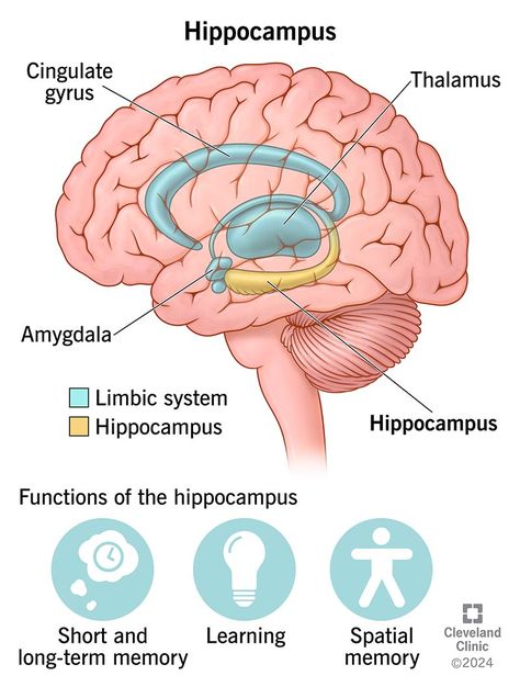 Hippocampus: What’s Its Function? Hippocampus Brain, Pet Scan, Brain Structure, Limbic System, Short Term Memory, Human Anatomy And Physiology, Cleveland Clinic, Cognitive Behavioral Therapy, Anatomy And Physiology