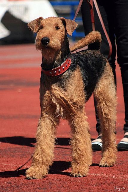 Airdel Terrier, Airedale Terrier Puppies, Airedale Dogs, Airedale Terriers, Irish Terrier, Terrier Breeds, Animals Dogs, Medium Dog, Beautiful Dog