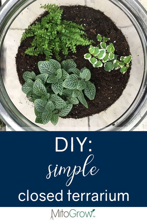 If you’re looking for a low-maintenance, #trendy and sustainable way to display #plants in your #home, look no further! This #DIY closed #terrarium is extremely simple to put together, and only takes about 5 minutes to assemble! Simple Terrarium, Terrariums Diy, Terrarium Tank, Closed Terrarium, Diy Terrarium, Mini Terrarium, Garden Centers, Organic Lifestyle, Terrarium Diy