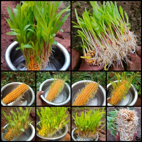 Corn Garden, Corn Growing, Planting Corn, Garden Hacks Diy, Grafting Plants, Growing Corn, Small Vegetable Gardens, Corn Plant, Vegetable Garden Diy