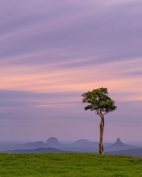 Marissa Knight Photography on Instagram: “A 4 minute long exposure taken at sunset at One Tree Hill Maleny 😍💕Who doesn’t love a lone tree and a stunning view?👌 . . (This image is…” Nature, One Tree Hill, Tree On A Hill, Flame Painting, Spring Movie, Knight Photography, Tree Magic, Lone Tree, A Lone