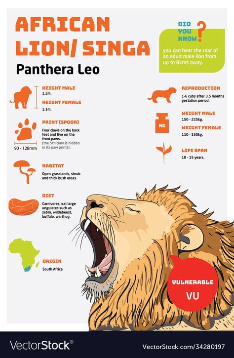 Lion Facts, Animal Infographic, Lion Vector, Panthera Leo, Life Sketch, Adventure Theme, Male Lion, Animal Science, Animal Room