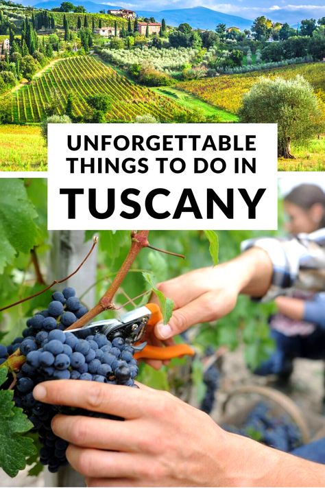 Vineyards In Tuscany Italy, Tuscany Must Do, Best Wine Tours In Tuscany, Best Things To Do In Tuscany, Tuscany Things To Do, Vineyards In Italy, Winery In Italy, What To Do In Tuscany Italy, Wineries In Tuscany Italy